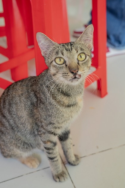 gallery navigation image